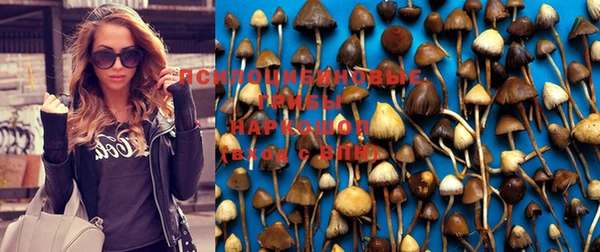 стаф Корсаков